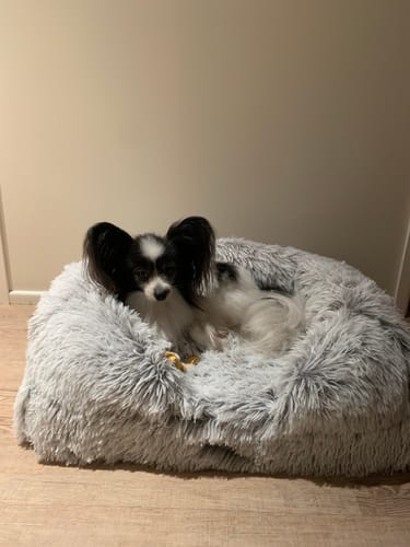 Customer photo review of PaWz Pet Orthopaedic Bed