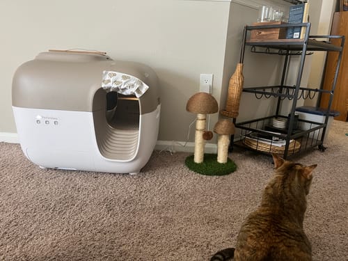 Customer photo review of Self-Cleaning Litter Box
