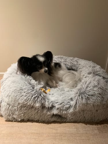 Customer photo review of PaWz Pet Orthopaedic Bed