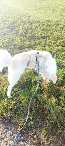 Customer photo review of Premium Hundegeschirr gepolstert | Kennfäden