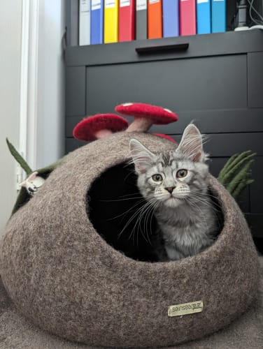 Customer photo review of Toadstool Cat Cave with Mouse Toy