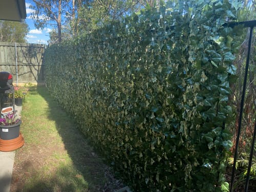 Customer photo review of Fake Ivy Roll 3m x 1m – Instant Artificial Hedge Panel Ivy Roll