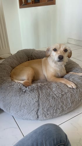 Customer photo review of Cama Antiestrés Para Perros