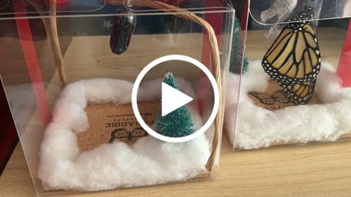 Customer video review of Holiday Live Monarch Butterfly Chrysalis Box (Pre-order)