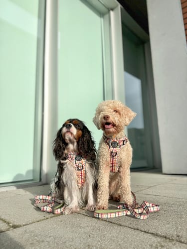 Eimante review of Tough Trails™ Harness - Plaid Pup image 1 out of 1