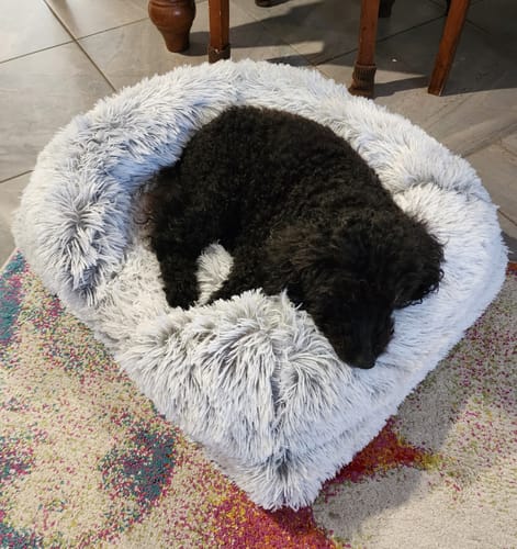 Customer photo review of PaWz Pet Orthopaedic Bed