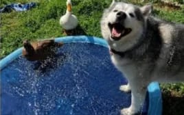 Customer photo review of Pet Sprinkler
