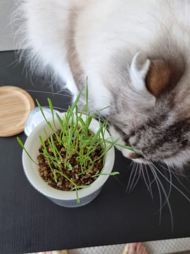Customer photo review of MICHU All-in-One Soil-Free Cat Grass Grow Kit with Australian Seed and Mulch, Made in Australia