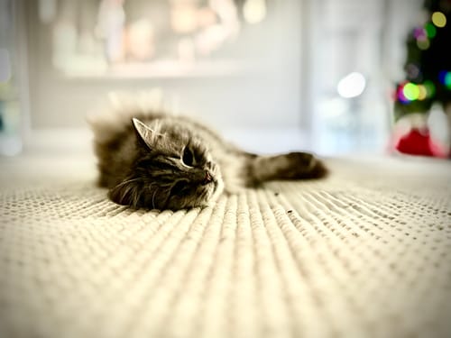 Customer photo review of Astro Platinum Wool Rug