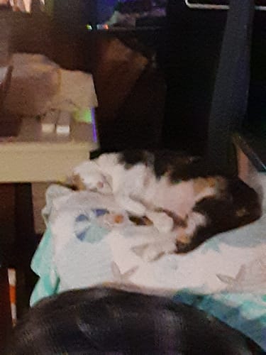 Customer photo review of Skin Allergy Rash and Irritations - Cats