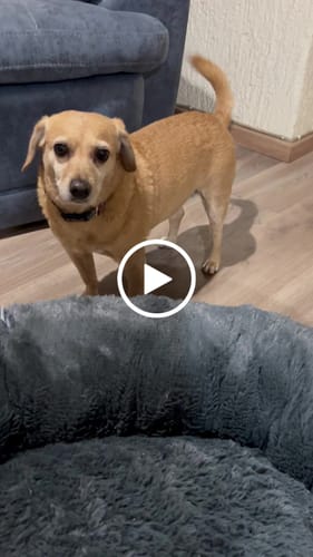 Customer video review of Cama Antiestrés Para Perros