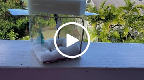 Customer video review of Holiday Live Monarch Butterfly Chrysalis Box (Pre-order)