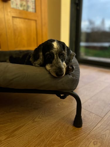 Customer photo review of Dark Grey Cuddle Soft & Dark Grey Velvet Luxury Nest