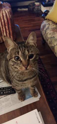 Customer photo review of Crocchette gatto formula Pollo e Mirtilli