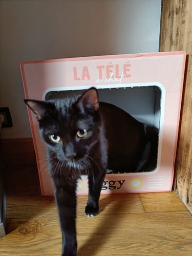 Avis photo d'un client sur Croquettes Chat Stérilisé Sans Céréales - Saumon