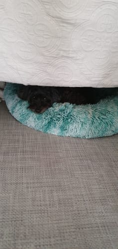 Customer photo review of PaWz SuperMat Calming Bed