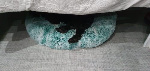 Customer photo review of PaWz SuperMat Calming Bed