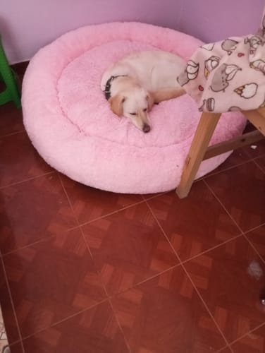 Customer photo review of Cama Antiestrés Para Perros