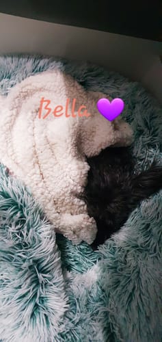 Customer photo review of PaWz SuperMat Calming Bed