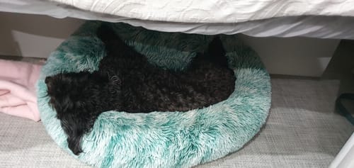 Customer photo review of PaWz SuperMat Calming Bed