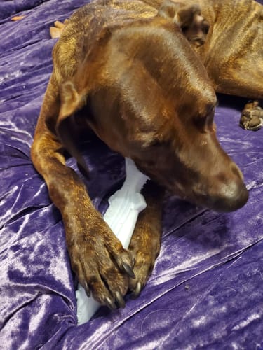 Customer photo review of Clean Earth Hard Chews - 100% Sustainable - USA Made