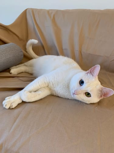 Avis photo d'un client sur Croquettes Chat Stérilisé Sans Céréales - Poulet