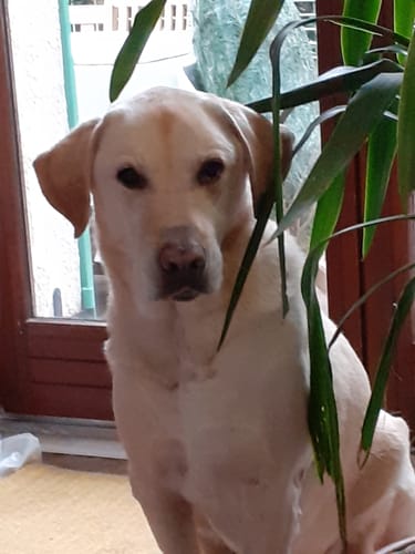 Customer photo review of Shampoing solide pour chiens "Le Miraculeux"