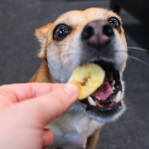 Customer photo review of Banana Chips