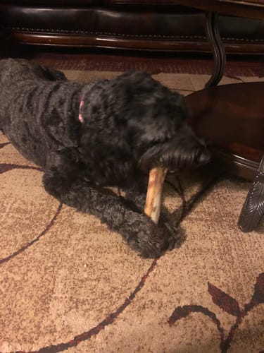 Customer photo review of Splinter-Free Ostrich Cane (Medium) . Long-lasting, Natural Dog Gnaw Treat by Savannah Pet Food