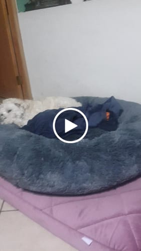 Customer video review of Cama Antiestrés Para Perros