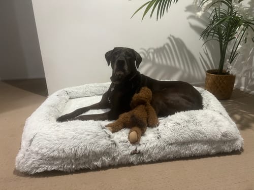Customer photo review of PaWz Pet Orthopaedic Bed