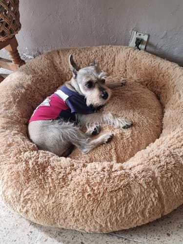 Customer photo review of Cama Antiestrés Para Perros