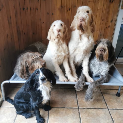 Customer photo review of HiK9 Bed with Heavy Duty Silver Mesh Cover