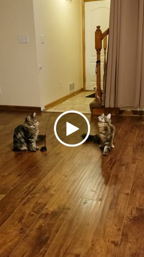 Customer video review of Interactive Bird Simulation Cat Toy Set | Leo's Paw