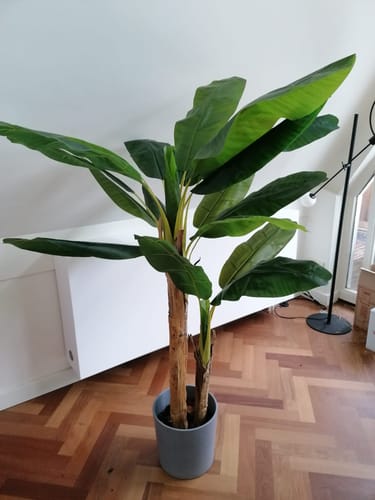 Customer photo review of Kunst Bananenplant Serie B 180cm