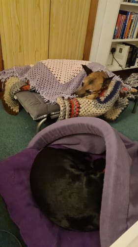 Customer photo review of HiK9 Bed with Black Mesh Cover