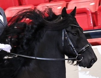 Customer photo review of Italian Leather Reins - Softy/Rubber