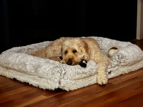 Customer photo review of PaWz Pet Orthopaedic Bed