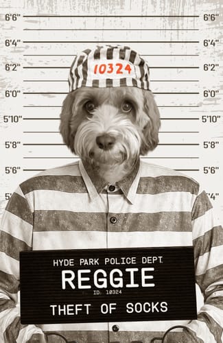 Customer photo review of Naughty Pet Mugshot - Custom Pet Blanket