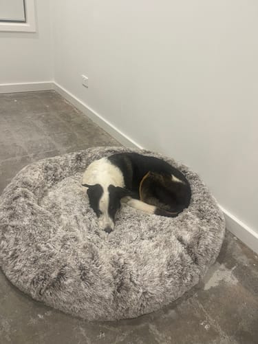 Customer photo review of PaWz Removable Cover Calming Pet Bed