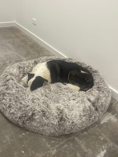 Customer photo review of PaWz Removable Cover Calming Pet Bed