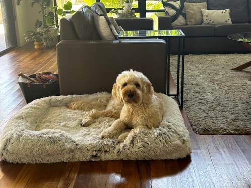 Customer photo review of PaWz Pet Orthopaedic Bed