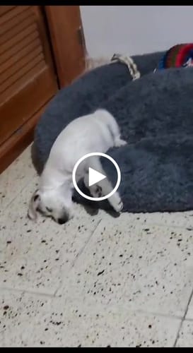 Customer video review of Cama Antiestrés Para Perros