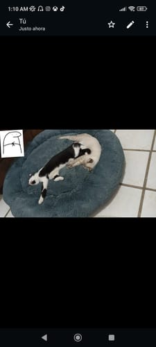 Customer photo review of Cama Antiestrés Para Perros