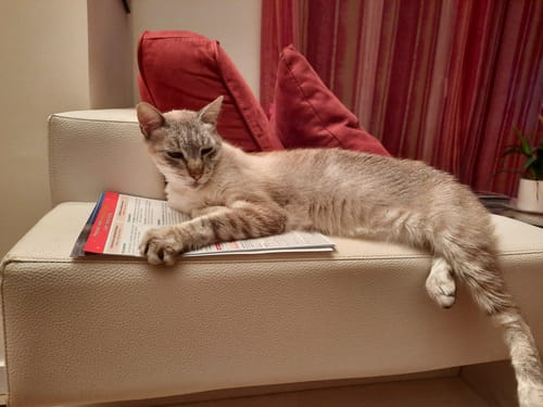 Avis photo d'un client sur Pâtée Chat Adulte Diabète - Porc