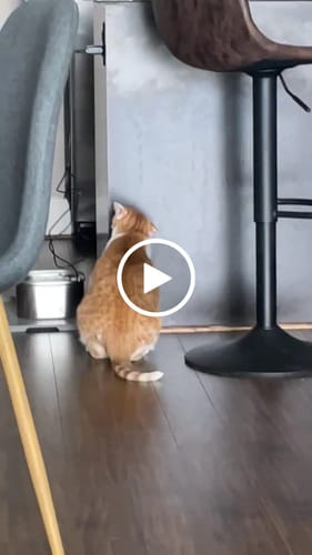 Customer video review of AvoGato Catnip Toy