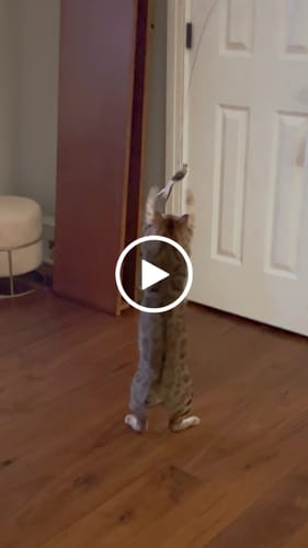 Customer video review of Interactive Bird Simulation Cat Toy Set | Leo's Paw