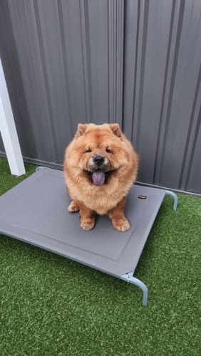 Customer photo review of Pawz Pet Trampoline