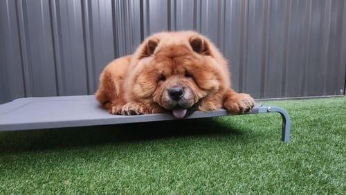 Customer photo review of Pawz Pet Trampoline