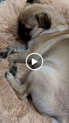 Customer video review of Cama Antiestrés Para Perros